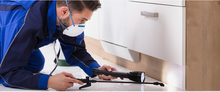 Canton pest xpert removal